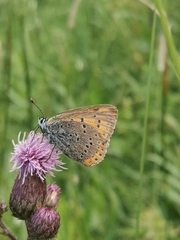 Lycaena hippothoe