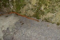 Pareas boulengeri