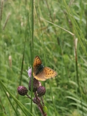 Lycaena hippothoe