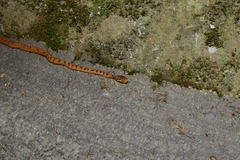 Pareas boulengeri