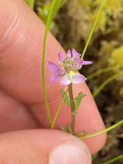 Polygala brevifolia