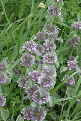 Marrubium supinum