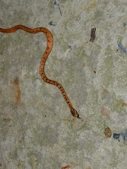 Pareas boulengeri