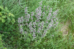 Marrubium supinum