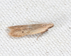 Battaristis nigratomella