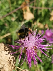 Bombus lapidarius