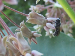 Megachile campanulae