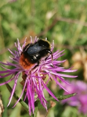 Bombus lapidarius