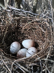Toxostoma longirostre