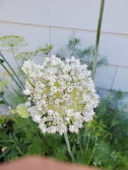 Allium porrum