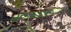 Hyles lineata