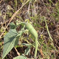 Paranapiacaba tricincta