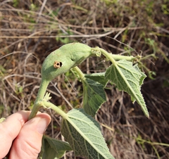 Paranapiacaba tricincta