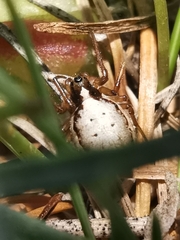 Hypsosinga albovittata