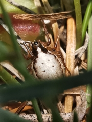 Hypsosinga albovittata