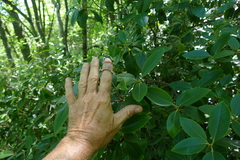 Rhododendron minus