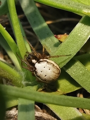 Hypsosinga albovittata