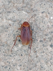Periplaneta americana