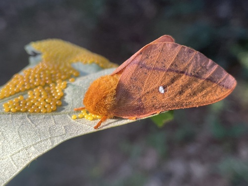 Spiny Oakworm Moth photo 4