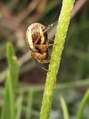 Hypsosinga albovittata