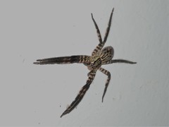 Cupiennius salei