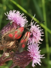 Zygaena viciae