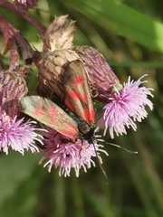 Zygaena viciae