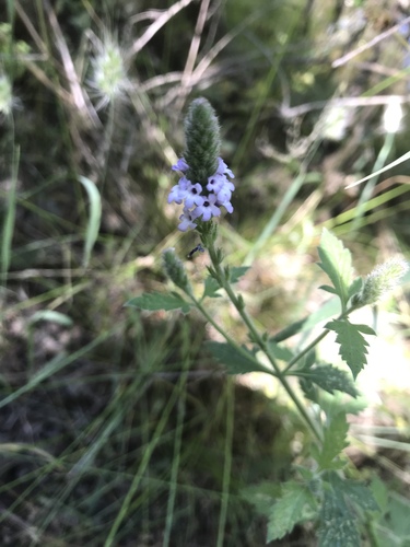iNaturalist observation photo of western vervain