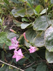 Convolvulus arvensis