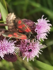 Zygaena viciae