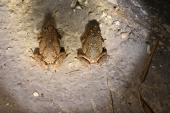 Microhyla fissipes