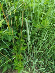 Filipendula ulmaria