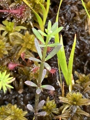 Polygala brevifolia