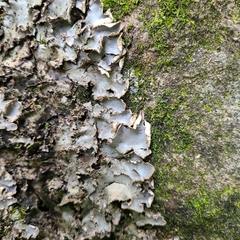 Peltigera elisabethae