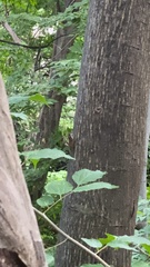 Leptosemia takanonis