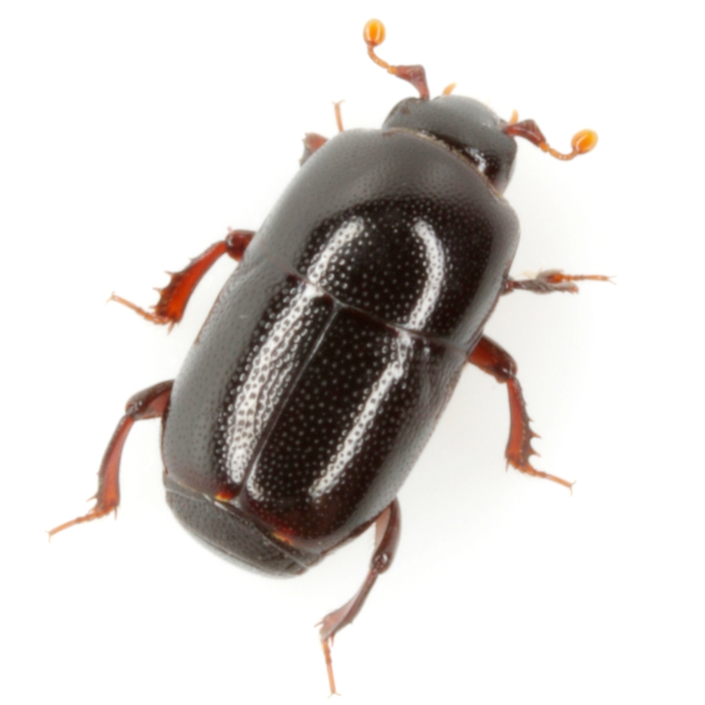 Teretrius orbus