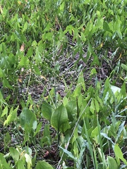 Alisma triviale