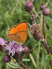 Lycaena virgaureae