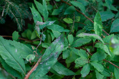 Podosphaera spiraeae