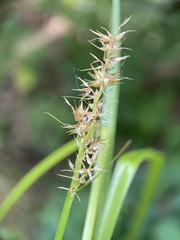 Carex laevivaginata