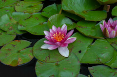 Nymphaea × khurooi