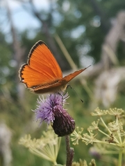 Lycaena virgaureae