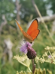 Lycaena virgaureae