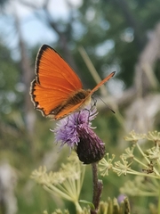 Lycaena virgaureae