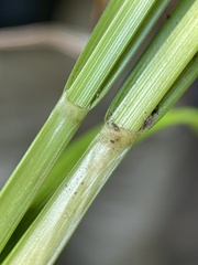 Carex laevivaginata
