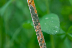 Clonostachys epichloe