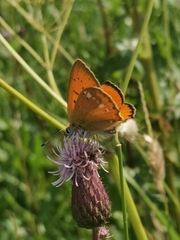 Lycaena virgaureae