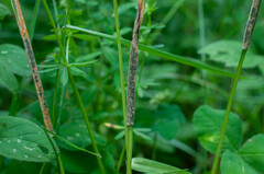 Clonostachys epichloe
