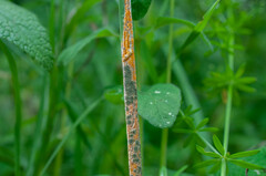 Clonostachys epichloe