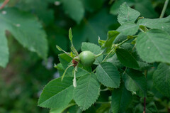 Rosa tomentosa